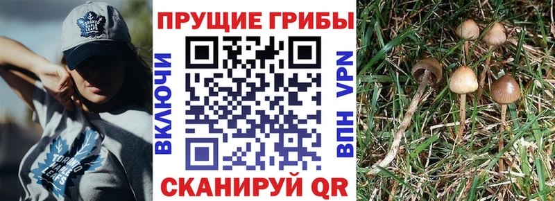 купить наркотики цена  Барнаул  Псилоцибиновые грибы мицелий 